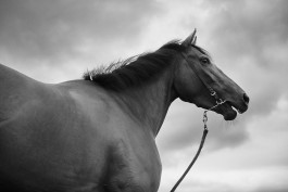 ollyburn.com
