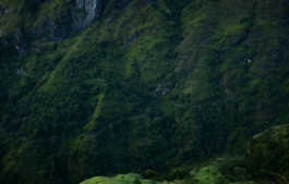 ollyburn.com